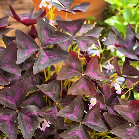 Hotel Valle Del Silencio